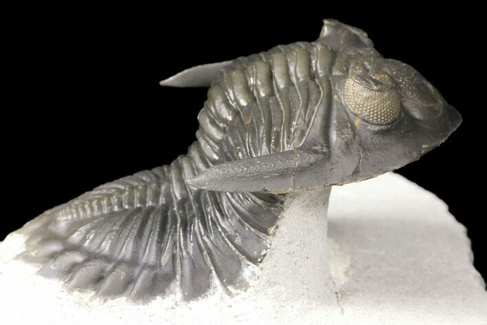 Detailed Hollardops Trilobite - Cobra Pose #125225